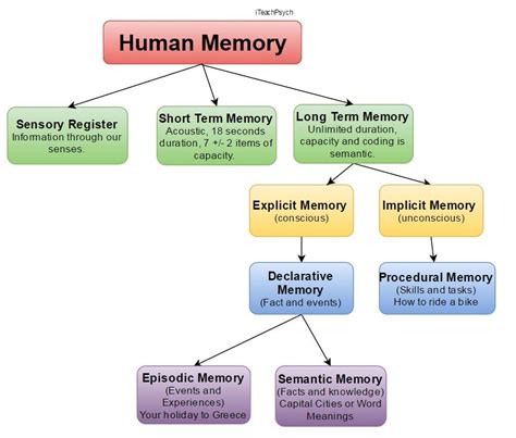 Types Of Human Memory Memory Psychology Human Memory Human Behavior