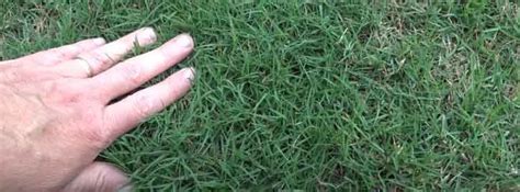 Bermuda Grass Vs St Augustine Key Differences And Deciding Factors
