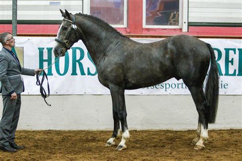 Stallion Selection Results 2017 Horse Sport Ireland