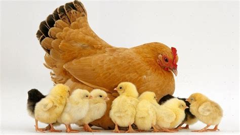 Jokowi Laksana Ayam Kehilangan Induk Halaman 1