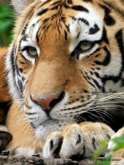 Pin By Jp Oddball On Animals Tiger Pictures Wild Cats Animals Beautiful
