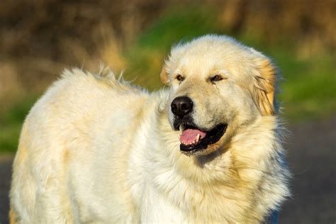 Great Pyrenees Breed Information And Photos Thriftyfun