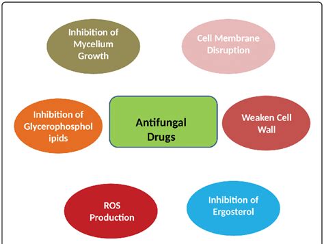 Actions Of Antifungal Drugs On Target Fungi Download Scientific Diagram