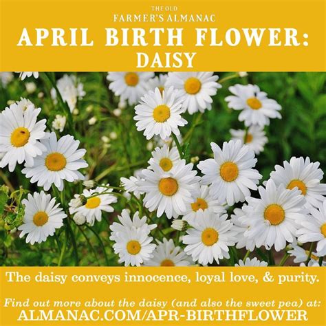 April Birth Flower Hoogasian Flowers Daisy Is The April Birth Flower
