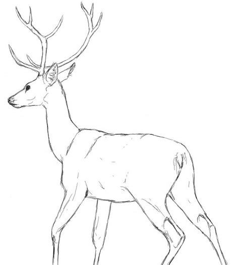 It has white color shade around its throat, eyes, nose, stomach and underside of its tail. White Tailed Deer Drawing at GetDrawings | Free download