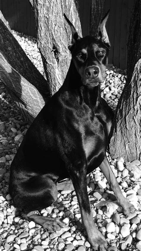 Check spelling or type a new query. Nice pose by the tree Sophie | Doberman, Doberman pinscher ...