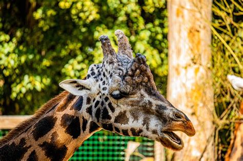 Profile View Of Giraffe Walking In The Wild Park Stock Image Image Of Group Grace 210608139