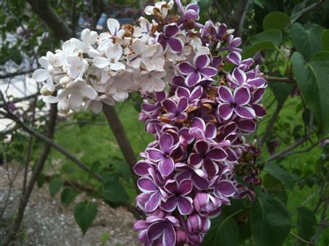 Her ‘sensation Lilac Looks Different This Year Enjoy News And Stories
