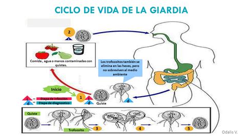 Odalis Velasquez Parasitologia Ciclo De Vida Giardia Lamblia