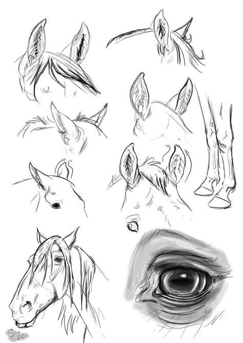 Ear Study Horse By Blackseagull On Deviantart Horse Drawings Horse