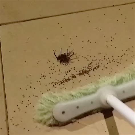 Baby House Spiders