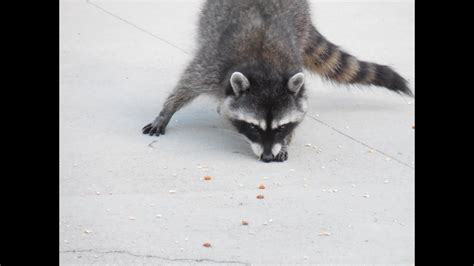Why does my dog make a beeline for the cat's food? Raccoon Video Stealing Porch Coon Raccoons eat Cat Dog ...