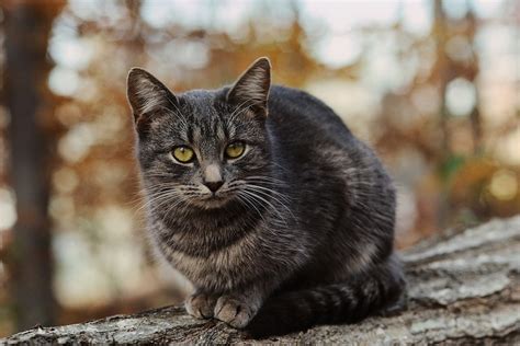 Feral Cat Advice And Tips Fetch Pet Care