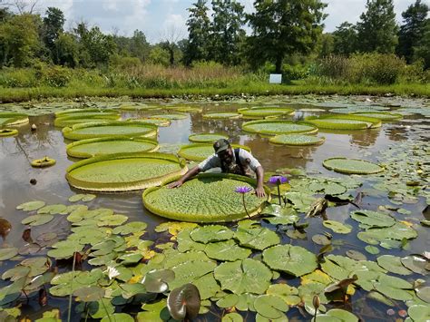This unique habitat, featuring exotic water lilies and lotus, is an oasis for nature lovers, a haven for walkers, hikers, photographers and. 2018 Lotus and Water Lily Festival - Kenilworth Park ...