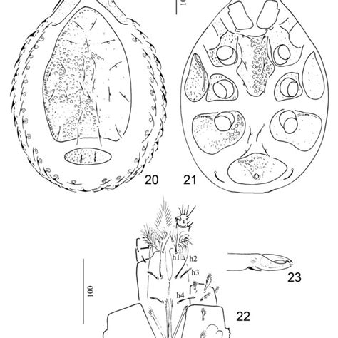 Origmatrachys Peruensis Sp Nov Holotype Female 1 Body In Dorsal