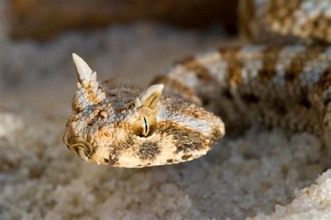 Desert Horned Viper •