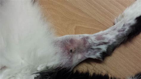 Cruelty Mystery Attacker Leaves Three Pet Cats With Baffling Injuries
