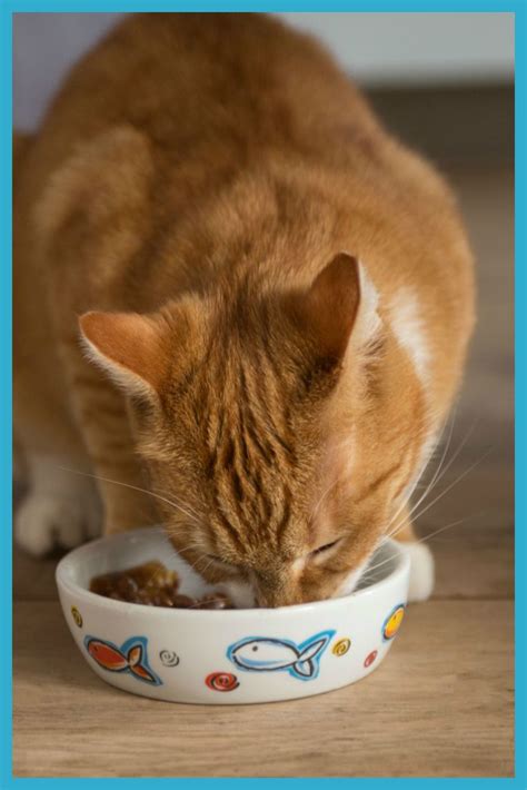 Wet Cat Food Shortage October 2021 Cat Meme Stock Pictures And Photos