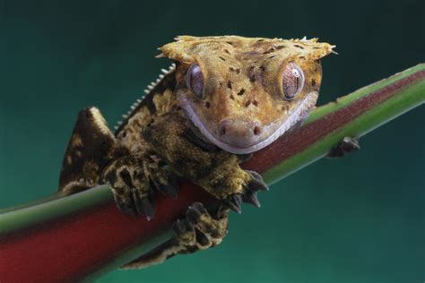 Cute Crested Gecko By Angiwallace On Deviantart