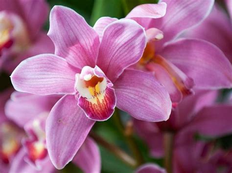Hoy Es El Día De La Orquídea La Flor Nacional