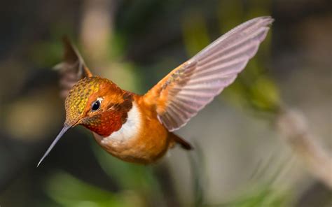 The Origins Of Hummingbirds Are Still A Major Mystery Audubon