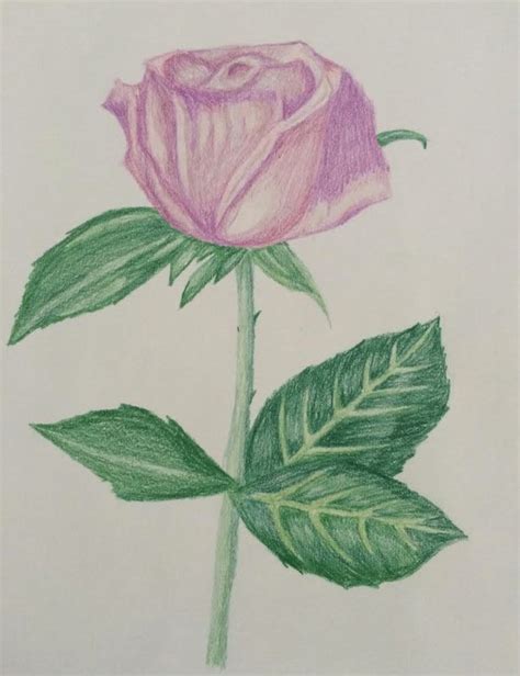 20 Rose Drawings Free Psd Ai Eps Format Download Free And Premium