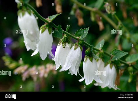 Campanula Alliariifolia Ivory Bells White Bellflowers Bells Blooms