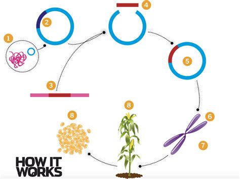 What Are Genetically Modified Organisms Gmos How It Works