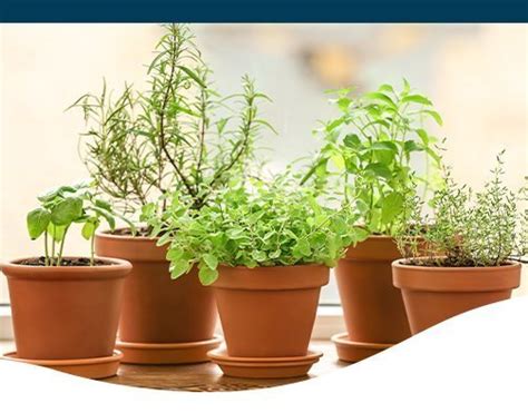 How To Grow Herbs Indoors The Easy Way Ted Lare Design And Build