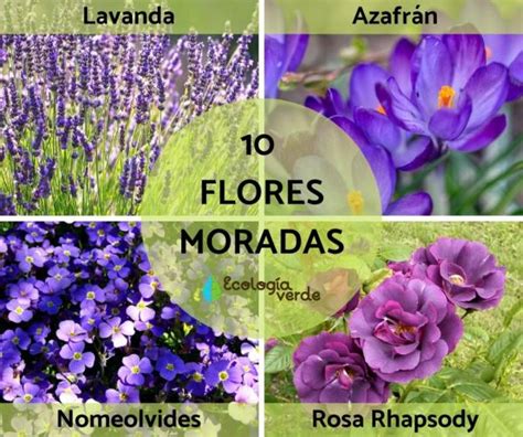 10 Flores Moradas Nombres Características Y Fotos