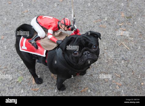 Dog With Jockey Hi Res Stock Photography And Images Alamy