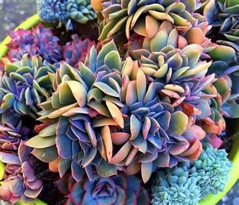 30 Cool Succulents You Should Buy Most Beautiful And Rare