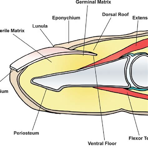 Lateral View Of The Distal Finger Showing The Key Anatomical Fingertip