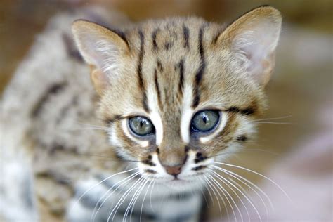 u k wildlife park welcomes two tiny members of the world s smallest cat breed rusty spotted
