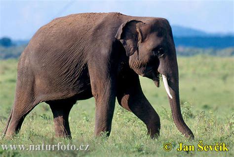 Elefante Asiático Fotos Fotografía