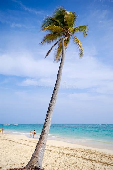 Caribbean Beach With Palm And White Sand Stock Photo Image Of Beach
