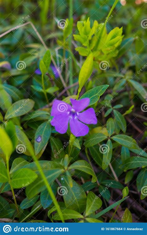 I fiori viola sono mistici ed esprimono l'individualità. Bei Fiori Di Violetto Vinca Fioriscono In Un Parco ...