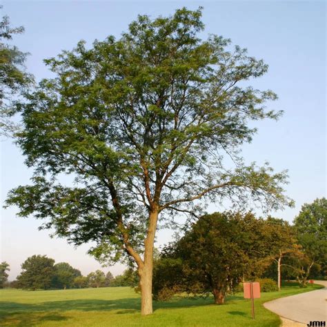Honeylocust Trees Landscaping Uses Blog Arbor Valley Nursery