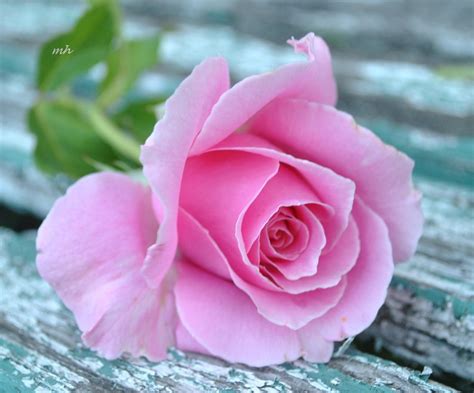 صور وردة جميلة شاهد جمال الورد في الطبيعه صور حب