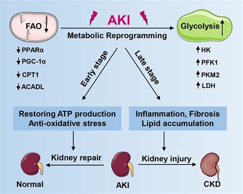 Transition Of Acute Kidney Injury To Chronic Kidney Disease Role Of