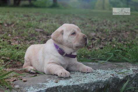 Maybe you would like to learn more about one of these? Vee: Labrador Retriever puppy for sale near Dallas / Fort Worth, Texas. | 72a01ec9-5a91