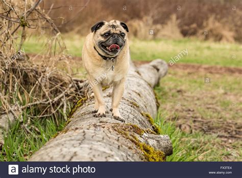 Fawn Colored Pug Buddy Standing On A Fallen Tree In Marymoor Park In