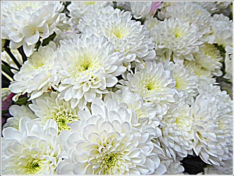 White Chrysanthemums Chrysanthemums Sometimes Called M Flickr