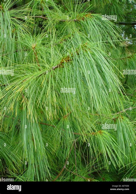 Pinus Wallichiana Griffithii Coniferous Tree With Long Pine Needles