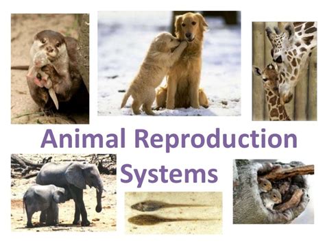 Animal Reproductive System