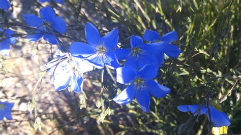 Wild Blue Flax Flower Essence