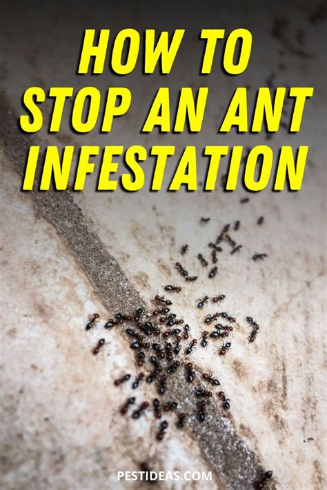 how to stop an ant infestation ant infestation natural pest control ants