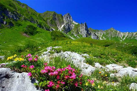 1080p Free Download Mountain Wildflowers Scenery Grasslsnd Slope