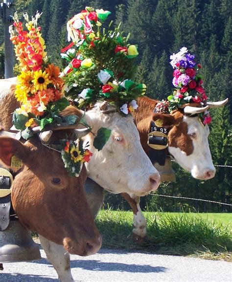 Alpine cows wearing wonderful flower head pieces as they parade down
