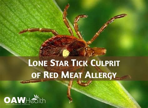 Lone Star Tick Culrpit Of Red Meat Allergy